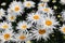 Large double fluffy daisies of the `Crazy Daisy` Leucanthemum Ã— superbum, Chrysanthemum leucanthemum maximum variety