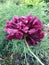 A large double purple poppy on a background of green grass.