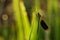 Large dragonfly dragonfly sitting on the grass at dawn in the meadow dew