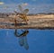 Large dragonfly laying its eggs in water