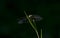 Large Dragonfly Perching on the seed pod of  small plant branch