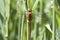 Large dragonfly on a reed
