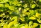 Large Dragonfly resting on a yellow bush.