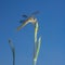 Large dragonfly on stem