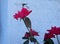 Large dragonfly stops atop a red rose