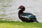 Large drake Black Muscovy duck, green wings, red wattles on face