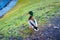 Large drake on the shore on an autumn lawn large mlana. Wild ducks
