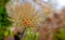 Large dried faded dandelion in nature