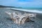 Large Drift Wood on pebble Beach of West Coast