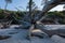 Large driftwood on secluded Florida beach