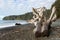 Large driftwood tree trunk on the beach