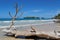 Large driftwood tree trunk island Caribbean sea