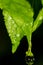 A large drop hangs on a green leaf after rain