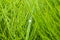 a large drop of water on a green blade of grass