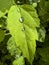 Large drops of dew on bright green leaves. macro photography