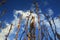 Large dry maiz or corn stems going up to a blue sky with white clouds