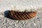 Large dry open brown Pine cone or Cone or Conifer cone fallen to paved road