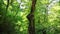 Large dry tree in the park, camera movement from bottom to top