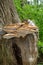 Large Dryad`s Saddle Polyporus squamosus, Fungi On A Tree Trunk