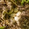 large duck eggs lying in the nest