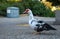 A large duck with a red head and black and white color stands in the reserve