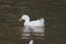 A large duck with white feathers and a wide and thick body