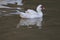 A large duck with white feathers and a wide and thick body.