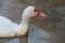 A large duck with white feathers and a wide and thick body