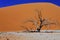 Large dune No. 44, Sossusvlei Namibia