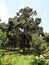 Large durian tree in a plantation.