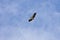 A large eagle flying in blue sky in regional Australia