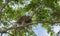 Large Eagle nest on a tree, view from below the bird\\\'s nest