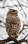 Large Eagle owl in tree