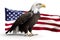 A large eagle sits on a white background, an American flag. Generative ai