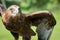 Large eagle taking off to fly