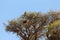 Large eagle on tree in Kalahari desert, Africa safari wildlife