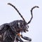 A large earth-boring dung beetle on a solid background. Macro close up stacking image