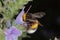 Large earth bumblebee (Bombus terrestris)
