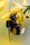 Large earth bumblebee, Bombus terrestris on flower