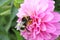 Large earth bumblebee feeding on a dahlia flower