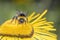 Large earth bumblebee pollinates Inula magnifica