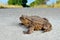 Large earth toad sits on a concrete road