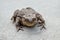 Large earth toad sits on a concrete road