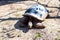 A large earth turtle crawls on the ground on a sunny day