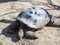 A large earth turtle crawls on the ground on a sunny day