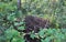 A large earthen ant hill in the forest among the green grass.