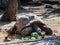 A large earthen turtle eats vegetables scattered on the ground