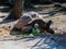 A large earthen turtle eats vegetables scattered on the ground