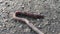 A large earthworm crawls along an asphalt road after rain in the evening close-up against a backdrop of small granite stones