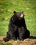 Large Eastern Black Bear Sitting Down in Field